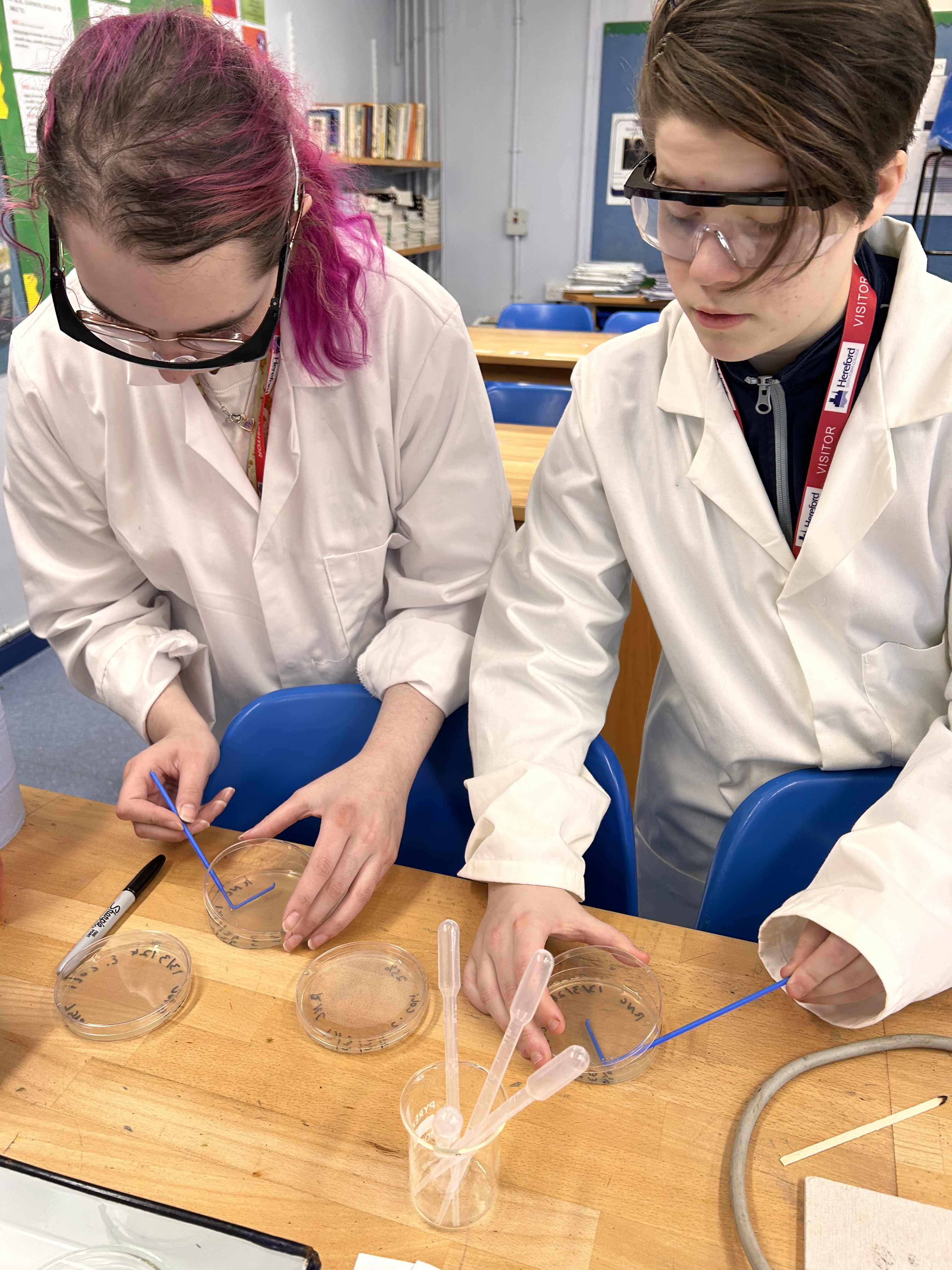 two students wearing protective goggles and lab coats working with Petri dishes in the laboratory