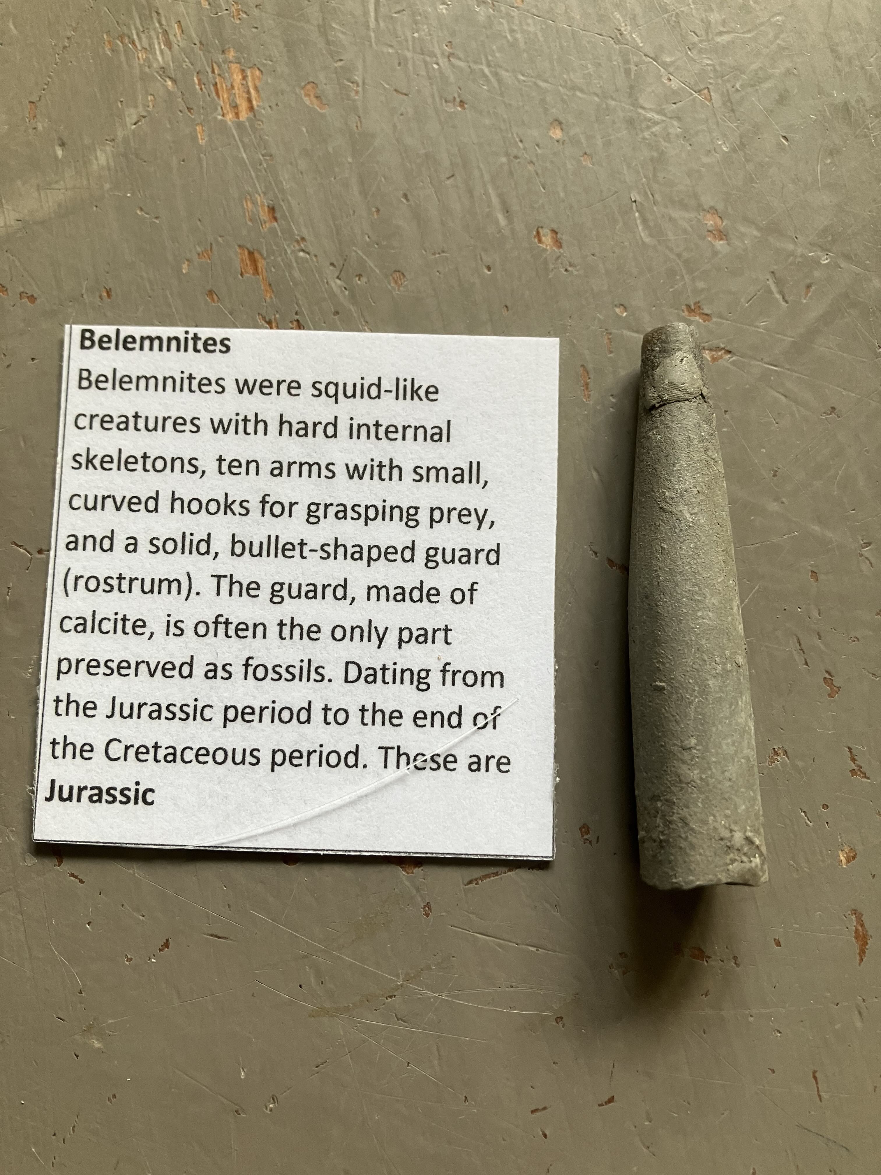 fossil laid out next to its description