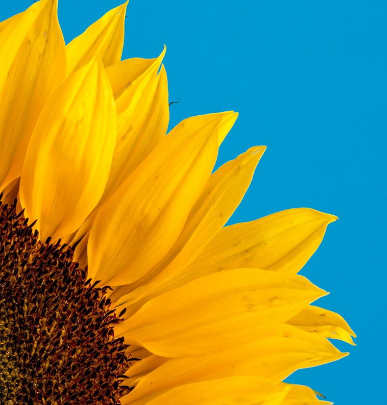A partial bright yellow sunflower on a bright blue background